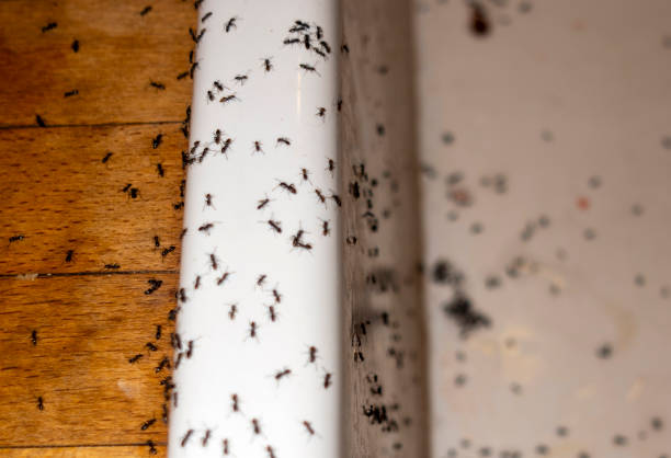 Best Pest Control Near Me  in Woodstock, GA