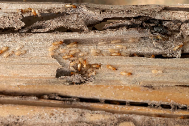 Best Termite Control Services  in Woodstock, GA